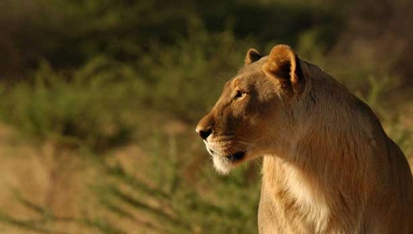 600600p3069EDNmain783lioness-615-x-350