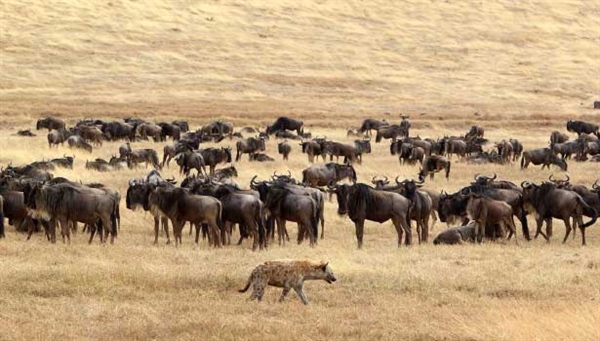 600600p3069EDNmain785wildebeest-hyena-615-x-350