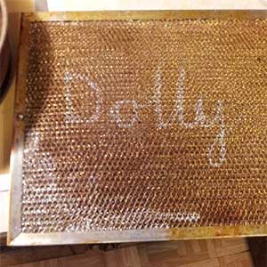 Ladybug-dolly-photo-300-x-300