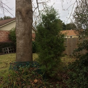 christmastree